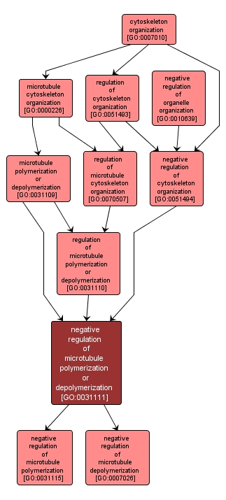 GO:0031111 - negative regulation of microtubule polymerization or depolymerization (interactive image map)