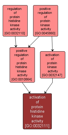 GO:0032111 - activation of protein histidine kinase activity (interactive image map)