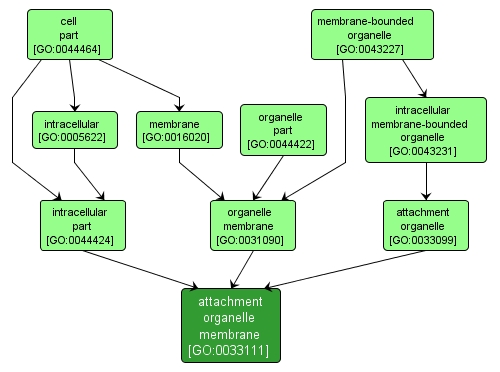 GO:0033111 - attachment organelle membrane (interactive image map)