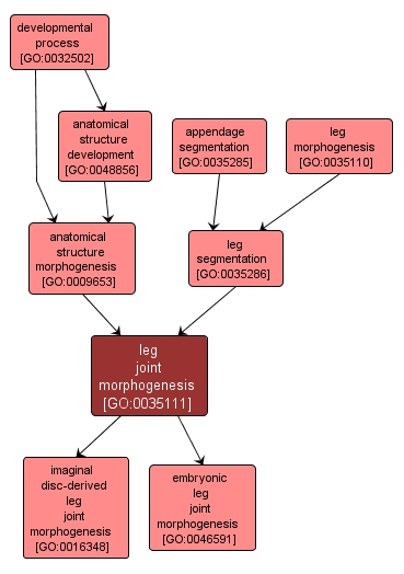 GO:0035111 - leg joint morphogenesis (interactive image map)