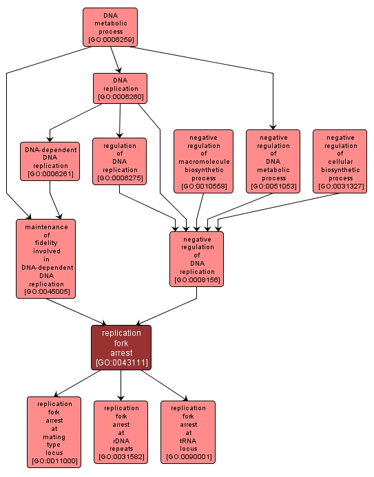 GO:0043111 - replication fork arrest (interactive image map)