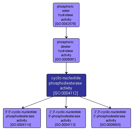 GO:0004112 - cyclic-nucleotide phosphodiesterase activity (interactive image map)