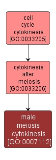 GO:0007112 - male meiosis cytokinesis (interactive image map)