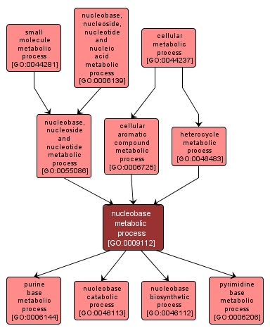 GO:0009112 - nucleobase metabolic process (interactive image map)