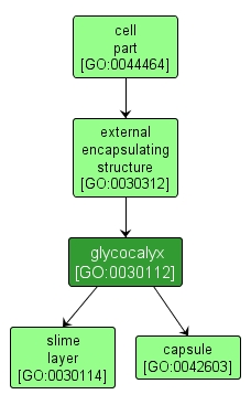 GO:0030112 - glycocalyx (interactive image map)