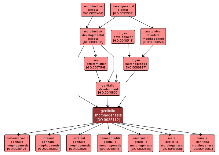 GO:0035112 - genitalia morphogenesis (interactive image map)