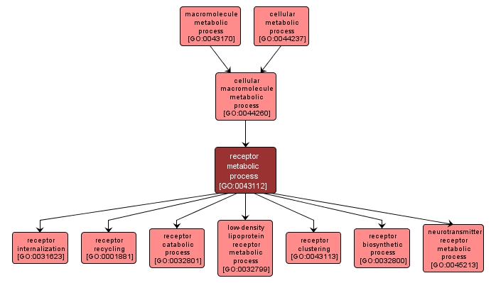 GO:0043112 - receptor metabolic process (interactive image map)