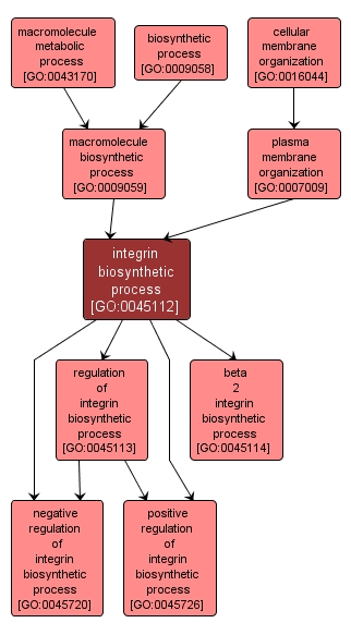 GO:0045112 - integrin biosynthetic process (interactive image map)