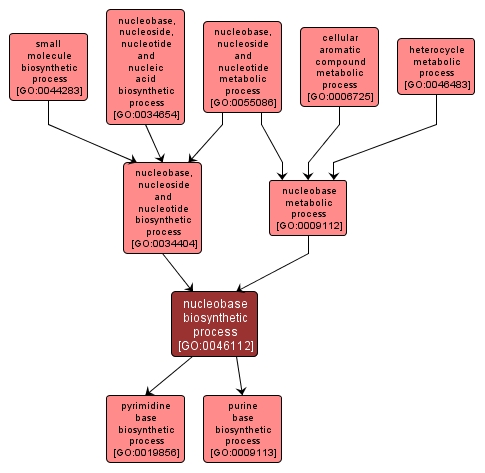 GO:0046112 - nucleobase biosynthetic process (interactive image map)