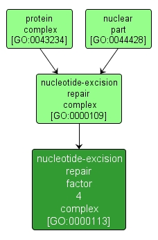 GO:0000113 - nucleotide-excision repair factor 4 complex (interactive image map)