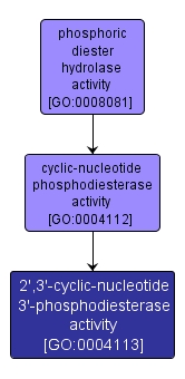 GO:0004113 - 2',3'-cyclic-nucleotide 3'-phosphodiesterase activity (interactive image map)