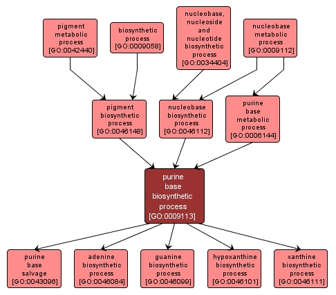 GO:0009113 - purine base biosynthetic process (interactive image map)