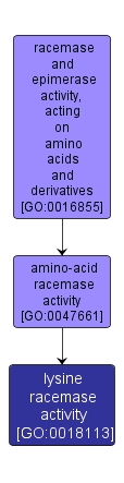 GO:0018113 - lysine racemase activity (interactive image map)
