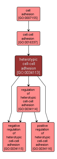 GO:0034113 - heterotypic cell-cell adhesion (interactive image map)