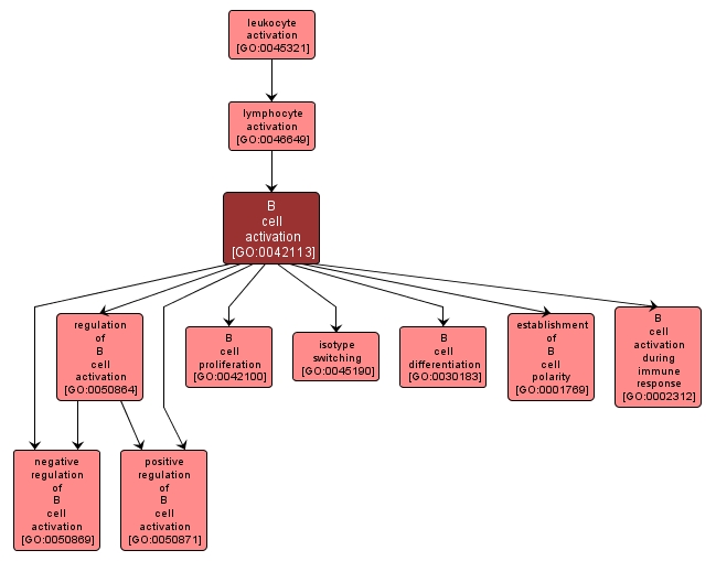 GO:0042113 - B cell activation (interactive image map)