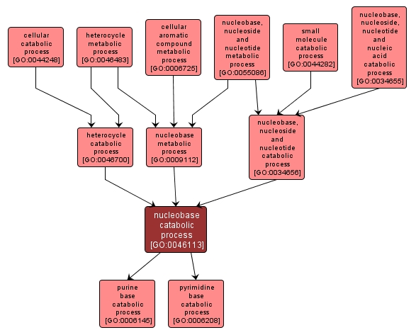 GO:0046113 - nucleobase catabolic process (interactive image map)