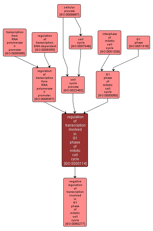 GO:0000114 - regulation of transcription involved in G1 phase of mitotic cell cycle (interactive image map)