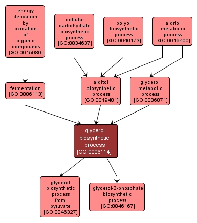 GO:0006114 - glycerol biosynthetic process (interactive image map)