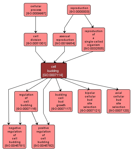 GO:0007114 - cell budding (interactive image map)