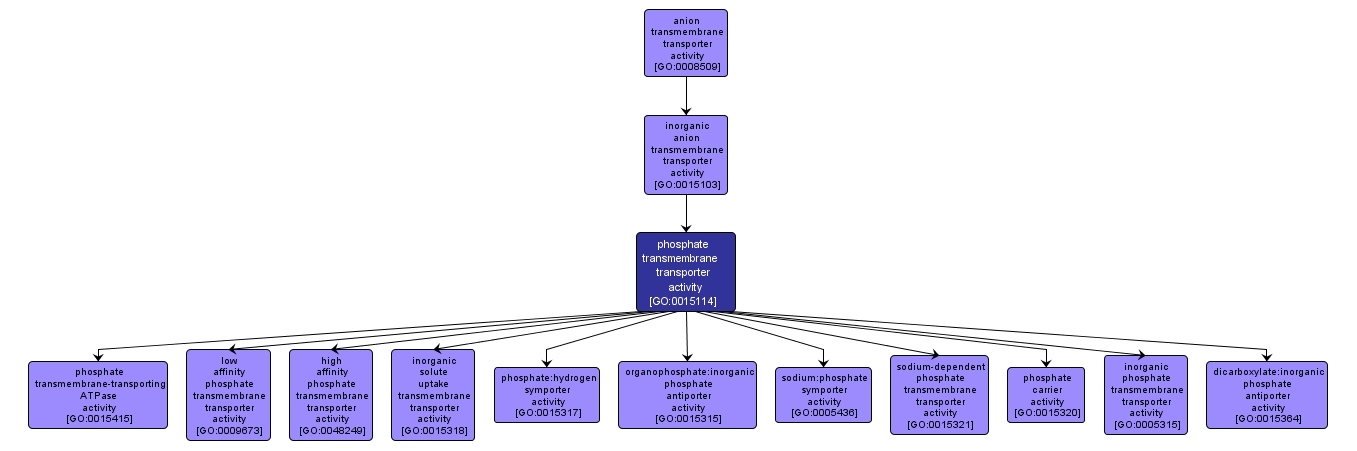 GO:0015114 - phosphate transmembrane transporter activity (interactive image map)