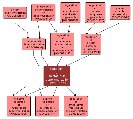 GO:0031114 - regulation of microtubule depolymerization (interactive image map)