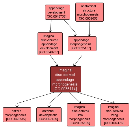 GO:0035114 - imaginal disc-derived appendage morphogenesis (interactive image map)