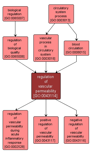 GO:0043114 - regulation of vascular permeability (interactive image map)
