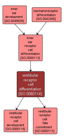 GO:0060114 - vestibular receptor cell differentiation (interactive image map)