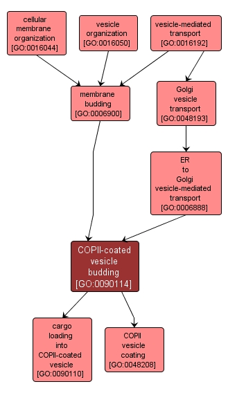 GO:0090114 - COPII-coated vesicle budding (interactive image map)