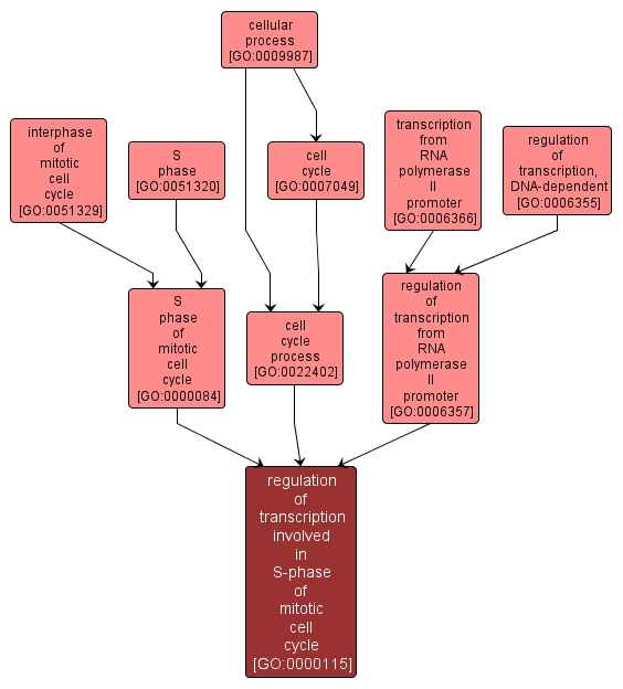 GO:0000115 - regulation of transcription involved in S-phase of mitotic cell cycle (interactive image map)