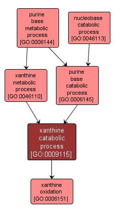 GO:0009115 - xanthine catabolic process (interactive image map)