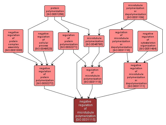 GO:0031115 - negative regulation of microtubule polymerization (interactive image map)