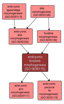 GO:0035115 - embryonic forelimb morphogenesis (interactive image map)