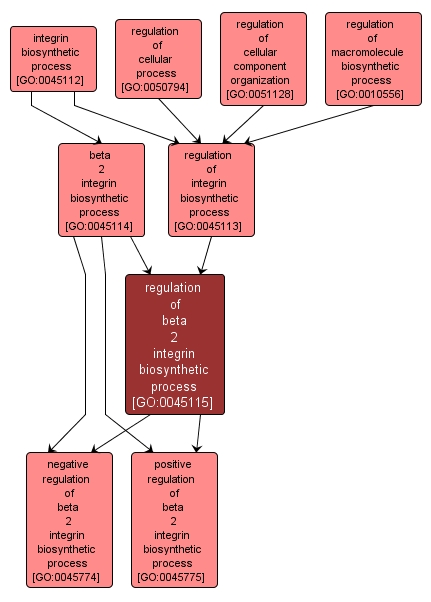 GO:0045115 - regulation of beta 2 integrin biosynthetic process (interactive image map)