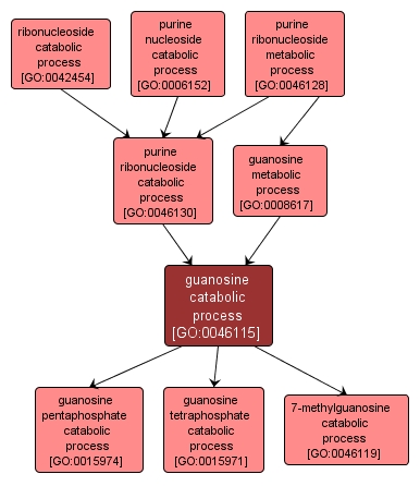 GO:0046115 - guanosine catabolic process (interactive image map)