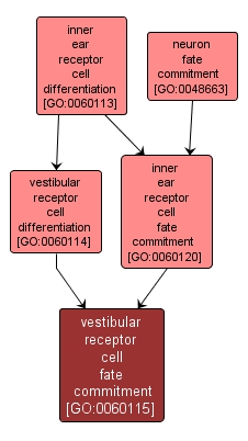 GO:0060115 - vestibular receptor cell fate commitment (interactive image map)