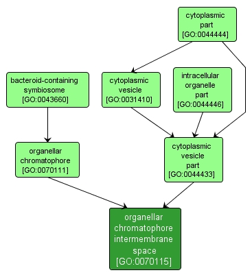GO:0070115 - organellar chromatophore intermembrane space (interactive image map)