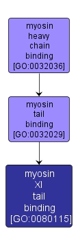 GO:0080115 - myosin XI tail binding (interactive image map)