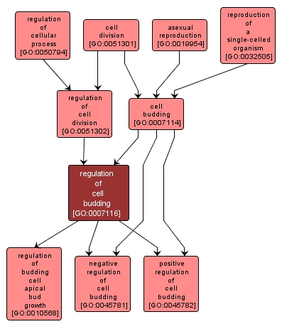 GO:0007116 - regulation of cell budding (interactive image map)