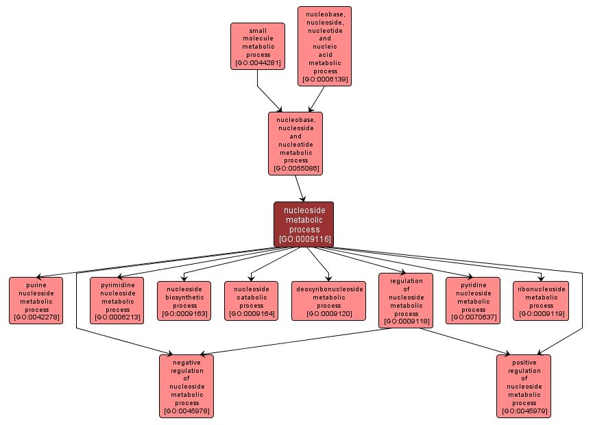 GO:0009116 - nucleoside metabolic process (interactive image map)