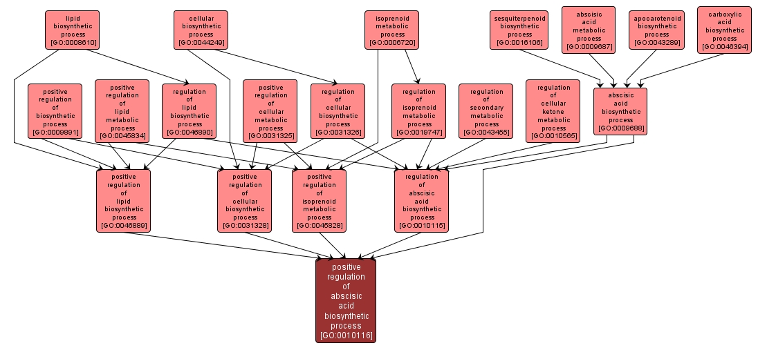 GO:0010116 - positive regulation of abscisic acid biosynthetic process (interactive image map)