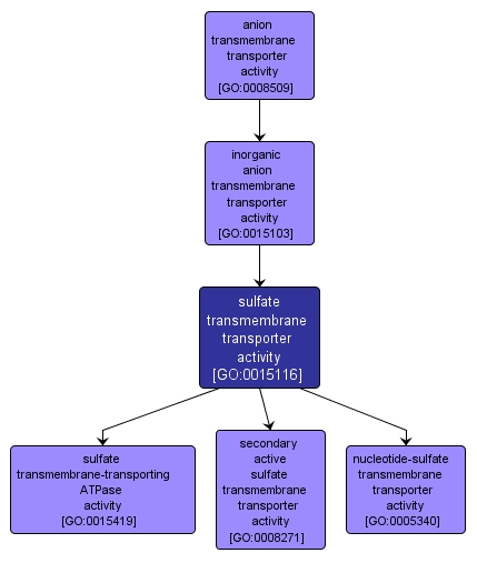 GO:0015116 - sulfate transmembrane transporter activity (interactive image map)