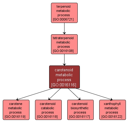 GO:0016116 - carotenoid metabolic process (interactive image map)