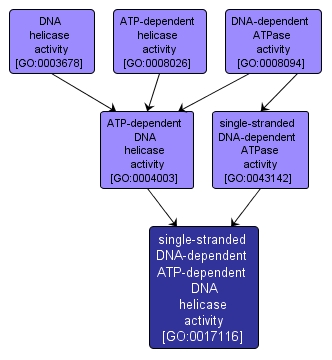 GO:0017116 - single-stranded DNA-dependent ATP-dependent DNA helicase activity (interactive image map)