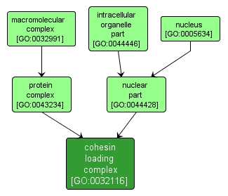 GO:0032116 - cohesin loading complex (interactive image map)