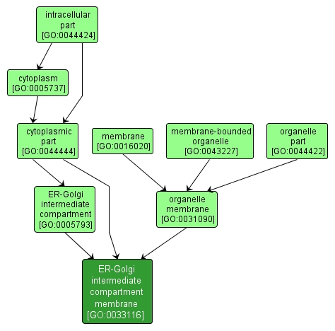 GO:0033116 - ER-Golgi intermediate compartment membrane (interactive image map)