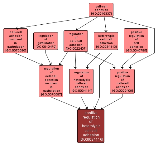 GO:0034116 - positive regulation of heterotypic cell-cell adhesion (interactive image map)