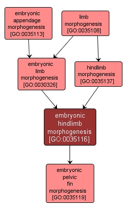 GO:0035116 - embryonic hindlimb morphogenesis (interactive image map)