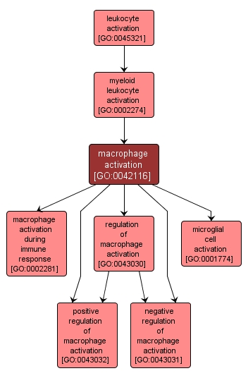 GO:0042116 - macrophage activation (interactive image map)