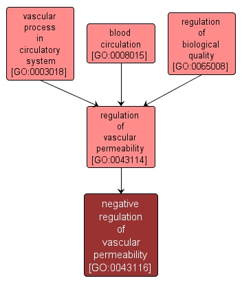 GO:0043116 - negative regulation of vascular permeability (interactive image map)